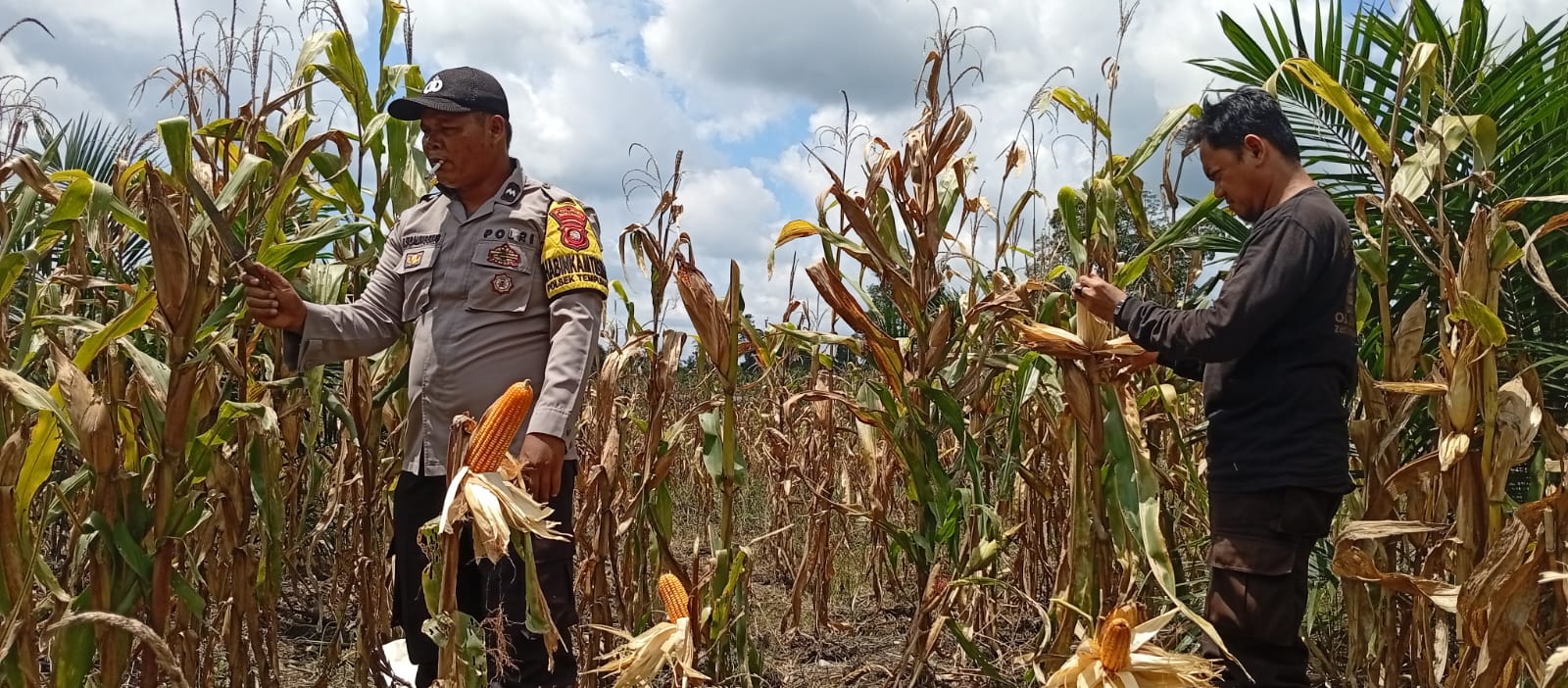 Polsek Tempunak Panen Jagung di Desa Benua Kencana