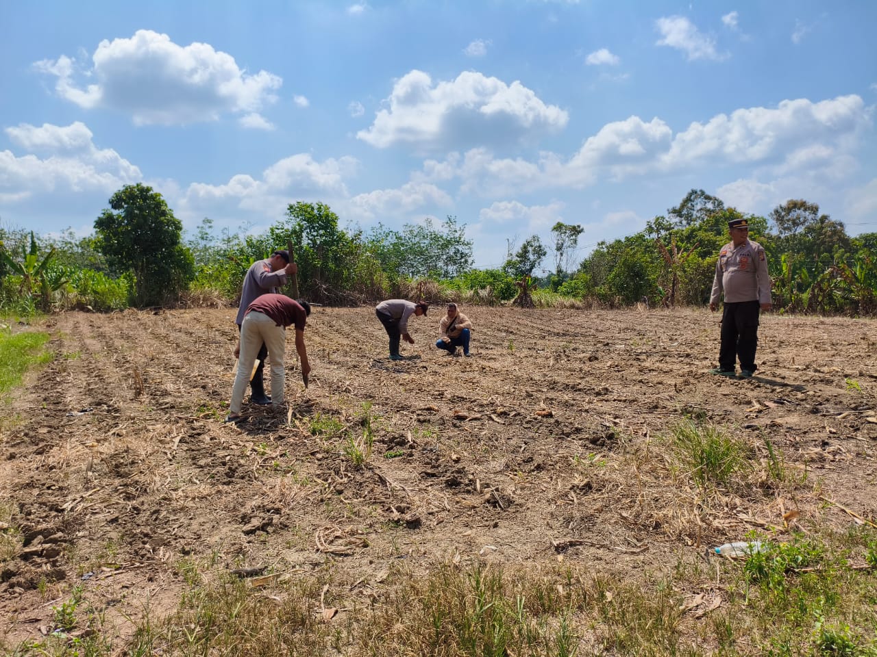 Bersama Kelompok Tani, Polsek Tempunak Optimalkan Penanaman Jagung kuartal III, Dukung Swasembada Pangan
