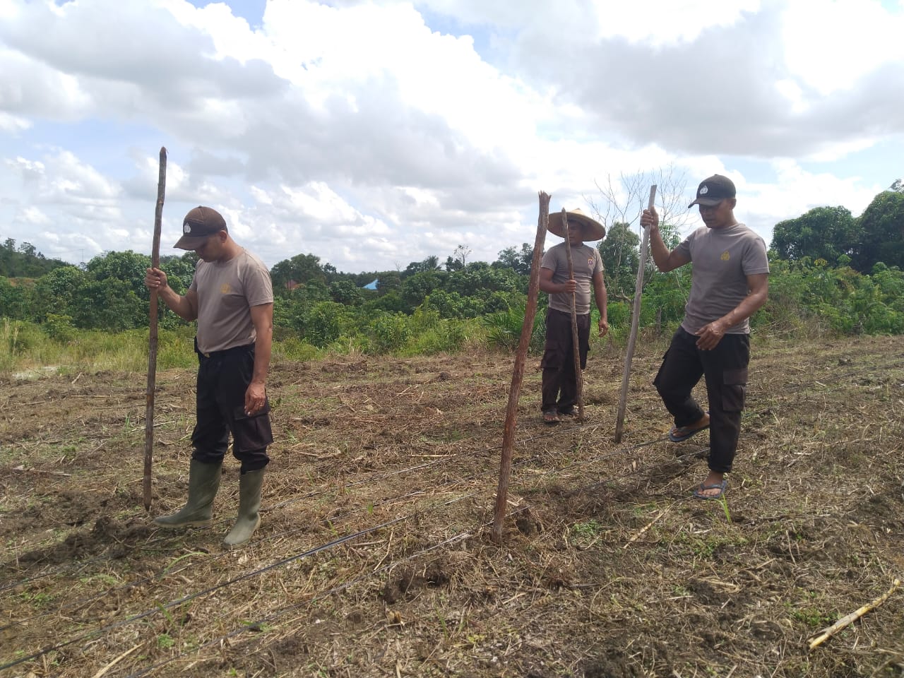 Polsek Dedai Tanam Jagung Hibrida di Lahan 2 Hektare