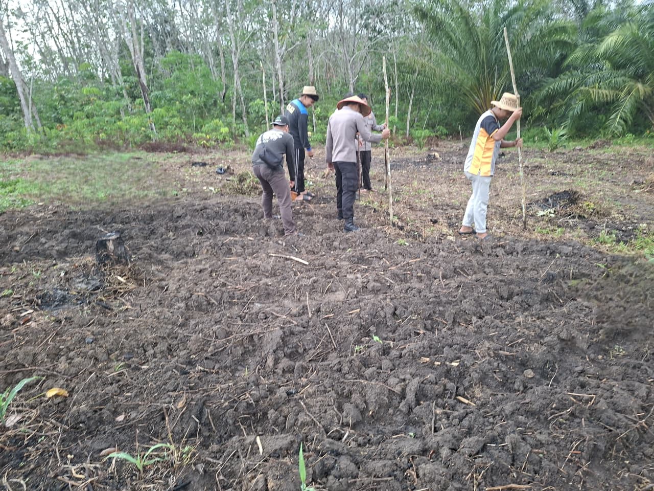Polsek Ambalau Tanam Jagung Hibrida di Lahan 2 Hektare