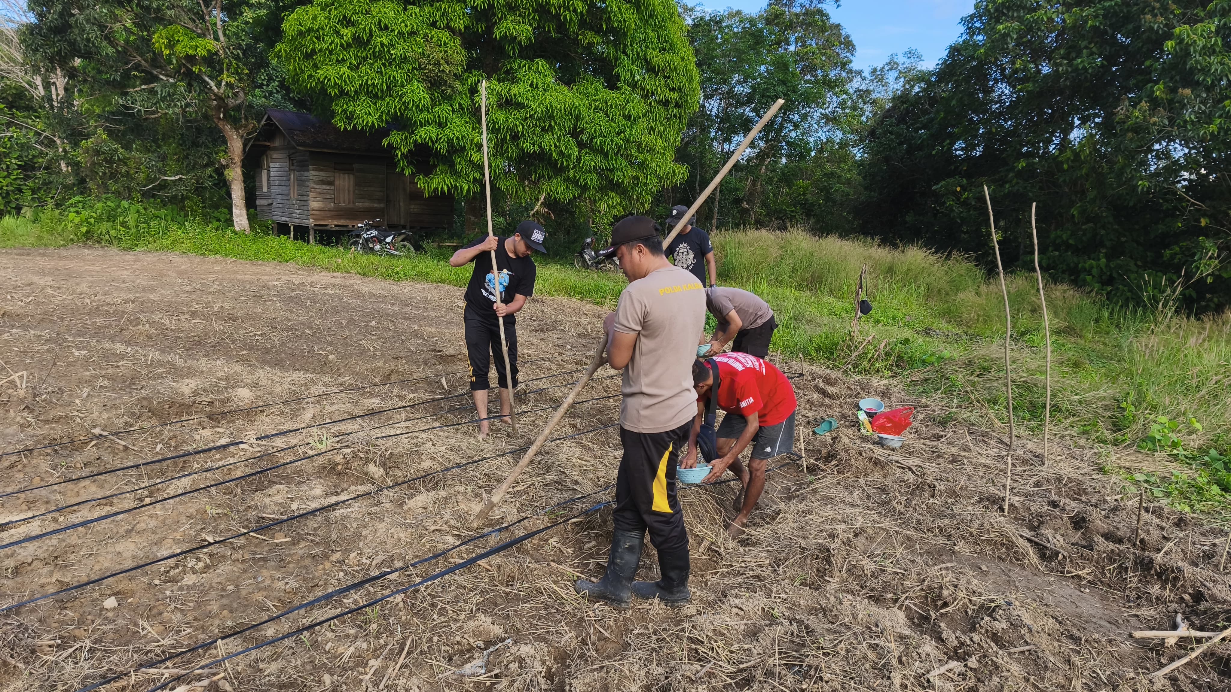Polsek Serawai Dampingi Penanaman Jagung Hibrida di Lahan 2 Hektare